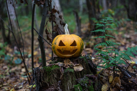pumpkin Halloweenの写真素材