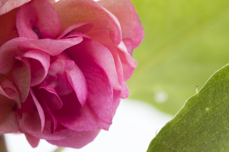 flower rose room macro photographyの写真素材