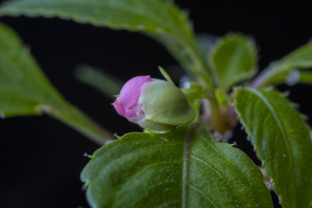 flower rose room macro photographyの写真素材