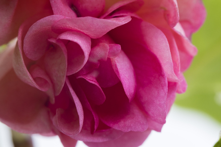 flower rose room macro photographyの写真素材