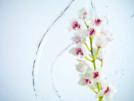 Water splash on flowers in full bloomの写真素材