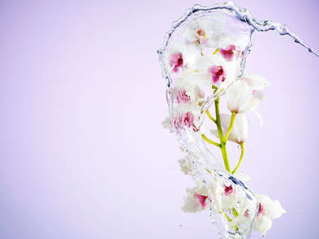 Water splash on flowers in full bloomの写真素材