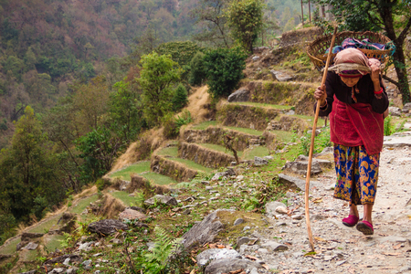 Nepal, March 2017: An elderly woman carries a heavy load on her back using traditional wicker baskets strapped to her head. Many heavy items need to be carried up and down steep hills to villages in this way as many villages aren't connected by roads. Annのeditorial素材