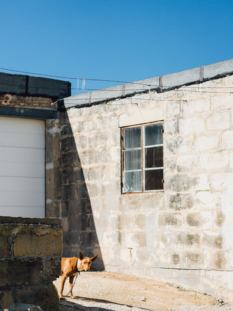 Bahrija, Malta: A timid chained dog (Pharaoh hound) peeks out from behind a low wall in the countryside just outside Bahrija, Malta.の写真素材