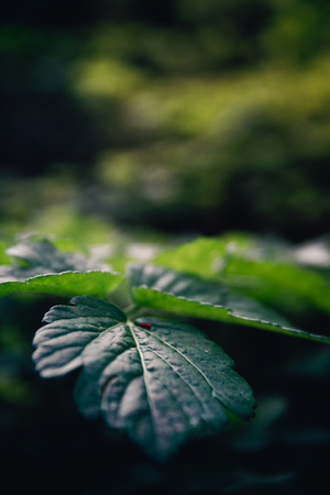 Atmospheric closeup of wild growing plants with a small red insect on it.