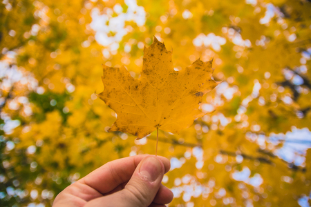 Fallen maple tree leaf held up with blurred backgroundの写真素材