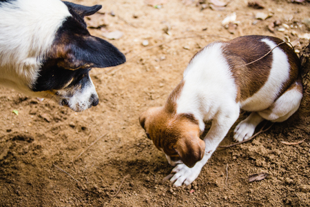 A mother dog watches her puppy (with white and brown fur) playing in the soilの写真素材