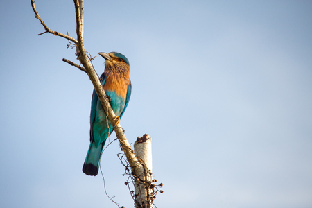 A stunning Indian Roller perched on a tree branch in Udawalawe national park, Sri Lankaの写真素材
