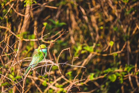 A colorful bee-eater Merops Orientalis perched on a branch in the undergrowth in Udawalawe national park, Sri Lanka.の写真素材