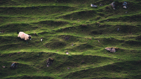 A sheep walks down one of the hillside in Fairy Glen, Isle of Skye, Scotland, with distinctive ridges and markings in the earthの写真素材