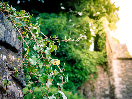 Creeper plant climbing over an old wall in a quaint english country villageの写真素材