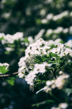 numerous white flowers in bloom on a tree in spring. Glencoe, Scotlandの写真素材