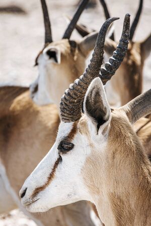 Close-up portrait of a Springbok in mid day light; Antidorcas Marsupialisの写真素材