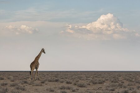 Wildlife - Giraffe walking on the savanna in the evening light. Safari in Etosha National Park, Namibia, Africaの写真素材