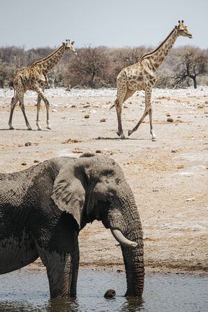 One large elephant taking a bath in one of the waterholes and two giraffes in the background. Etosha national park, Namibia.の写真素材