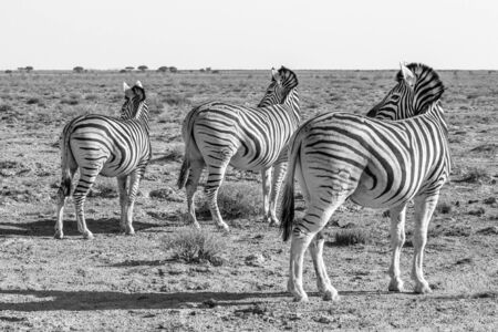 Three Zebra turn and face the same direction in Etosha national park, Namibia. Black and white fine art image print.の写真素材
