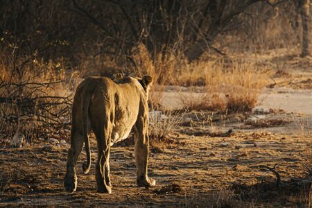 Lioness walking off into the sunset in the bushlands of Etosha National Park, Namibia.の写真素材