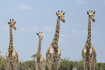 Four giraffes look in the same direction, perhaps alerted by a sound or movement. Etosha national park, Namibia, Africaの写真素材