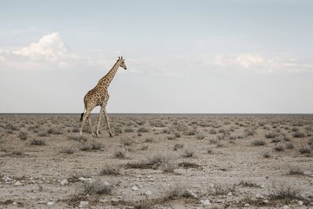 Wildlife - Giraffe walking on the savanna in the evening light. Safari in Etosha National Park, Namibia, Africaの写真素材