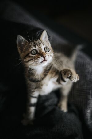 Cute striped brown grey kitten bengal look playingの写真素材