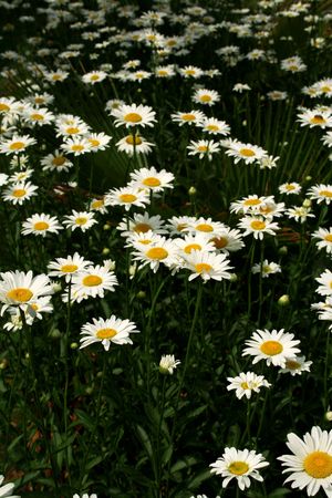 Flowersの写真素材