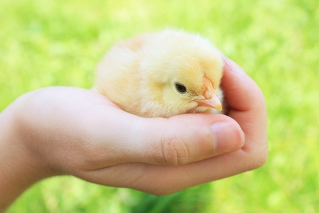 Cute baby chicken