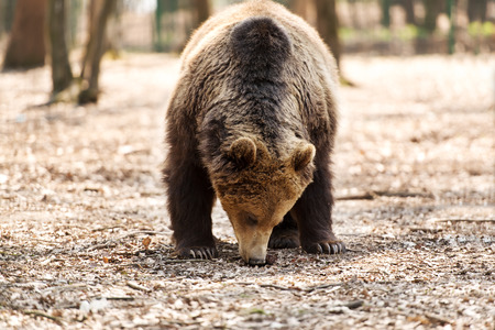 Brown bearの写真素材