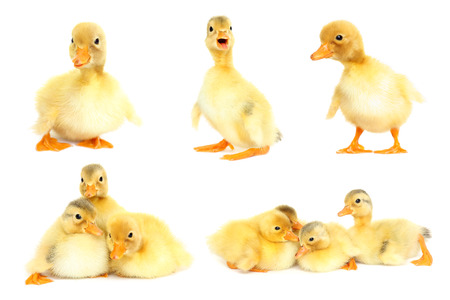 Cute animal baby ducks setの写真素材