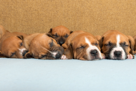 Picture of  Cute amstaff puppy. One month oldの写真素材