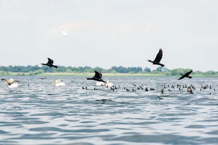 Pelicans and cormorants flocks flying in the Danube Delta, Romaniaの写真素材