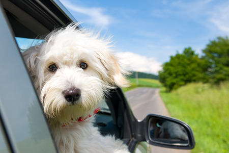 Bichon Frise Looking out of car windowの写真素材