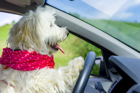 Dog driving a steering wheel in a carの写真素材