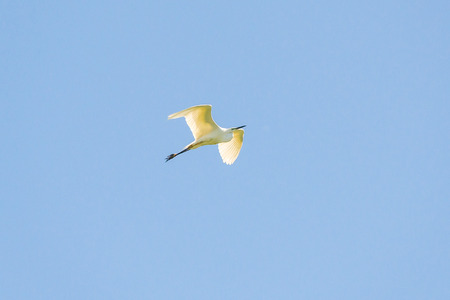 Beautiful Great white egret fly in wildlifeの写真素材