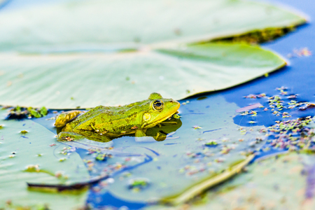 Green frog on a watelily leaf in the Danube Delta area, Romaniaの写真素材