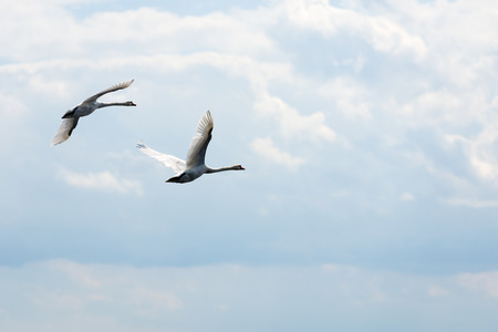 Mute Swans in flightの写真素材