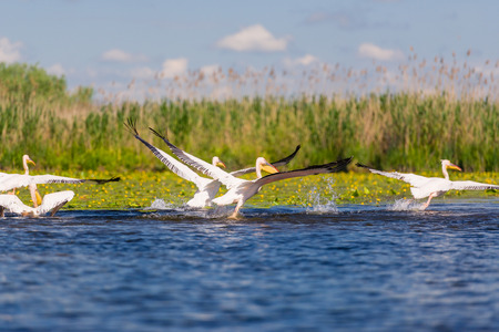Pelicans take to the air from the water, Romaniaの写真素材