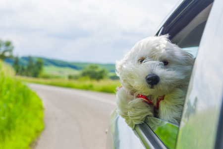 Bichon Frise Looking out of car windowの写真素材