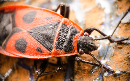 Firebug from top on a ceramic surface