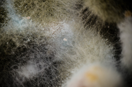 Macro image of mold