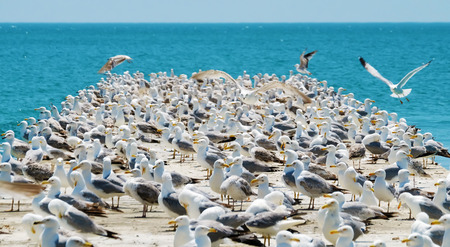 The large flock of wild sea gulls on a pier on the background of blue sea and horizon.の写真素材
