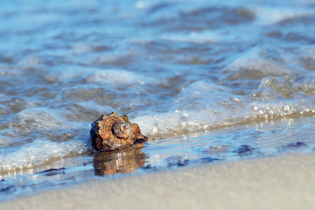 Clam shell in a little sea wave on a sea sandy shore on a sunny day, closeup.の写真素材