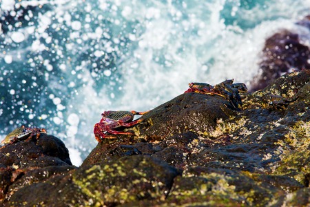 Several crabs on the wet rocky shore against the background of splashing sea waves.の写真素材