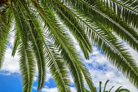 Tropical background of palm trees against blue cloudy sky.の写真素材