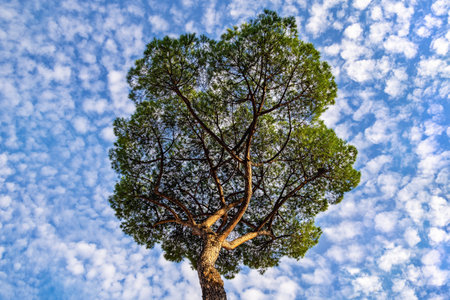 Pine tree against the background of a bright blue sky with clouds. bottom view.