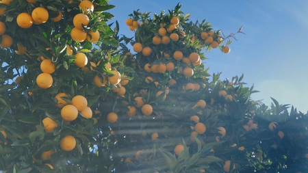 Juicy ripe oranges on branches of an orange treeの写真素材