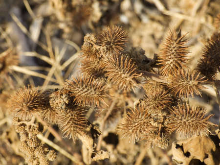autumn backgroundの写真素材