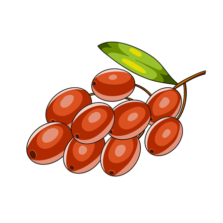 red berries of barberry with a leaf on a branch with a bunch. Cartoon isolated on white iconのイラスト素材