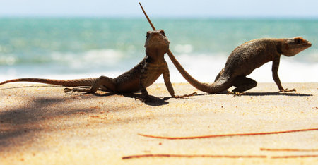 lizardsの写真素材