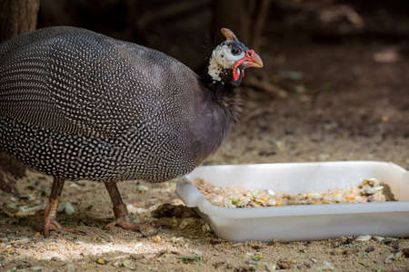 angola hen feeding. black bird with vibrant color accents.の写真素材