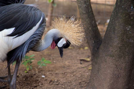 terrestrial bird with black and white colors. red chat and big crest.の写真素材